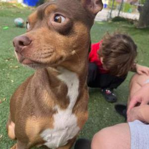 Lost Dog Bella
