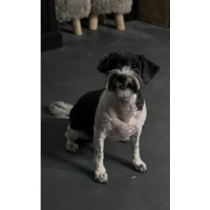 Lost Dog Lola