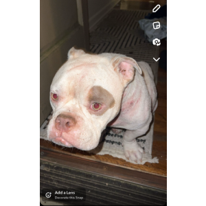 Lost Dog Dougie
