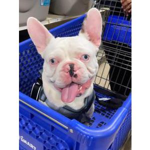 Lost Dog Max