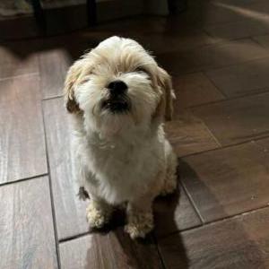 Lost Dog Phoenix