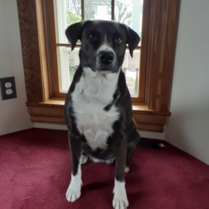 Lost Dog Gloria