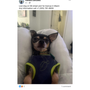 Lost Dog Bamboo