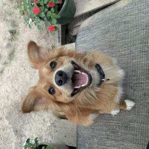 Lost Dog Scooter