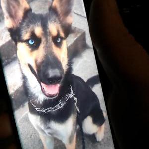 Lost Dog Nellie