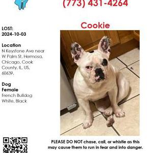 Lost Dog cookie
