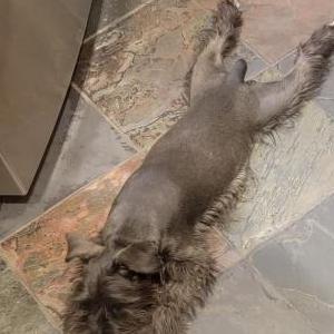 Lost Dog Gucci