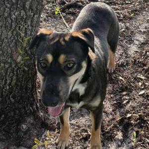 Found Dog Unknown
