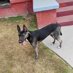 Found Dog Unknown