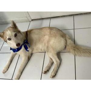 Lost Dog Unknown