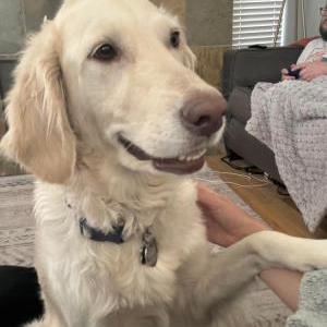 Lost Dog Torrence
