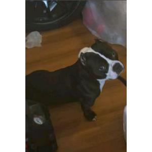 Lost Dog Yodi