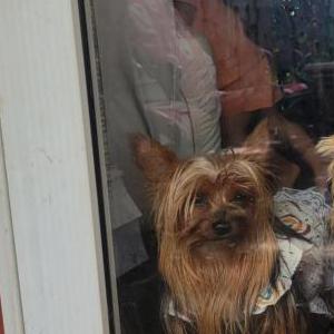 Lost Dog SASSY