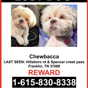 Lost Dog Chewbacca