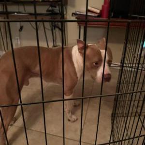 Found Dog Unknown