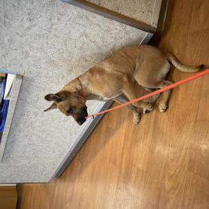 Found Dog Unknown