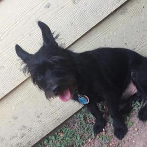 Lost Dog Duce