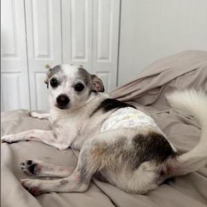 Found Dog Unknown