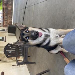 Lost Dog Bronny