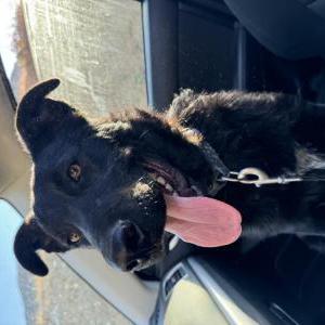 Found Dog Unknown