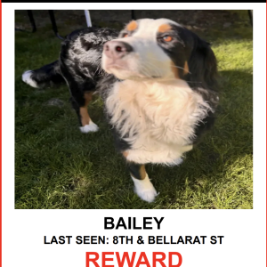 Lost Dog BAILEY