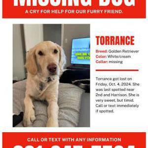 Image of Torrance, Lost Dog
