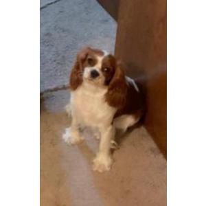 Lost Dog Sadie
