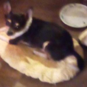Image of Ringo, Lost Dog
