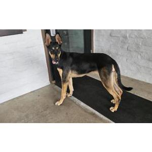 Found Dog Unknown