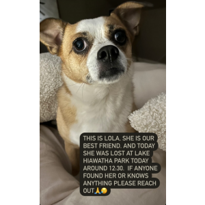 Lost Dog Lola