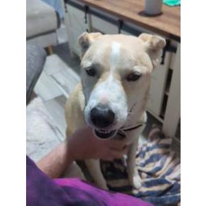 Found Dog Unknown