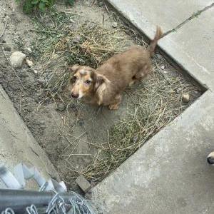 Lost Dog Spot