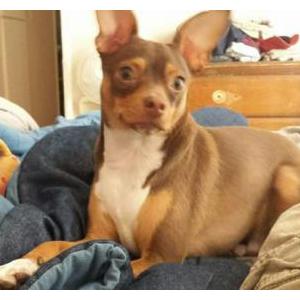 Lost Dog Hermes