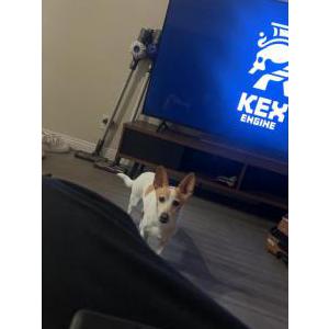 Lost Dog Miso