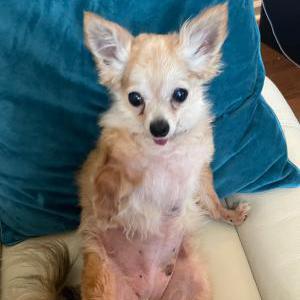 Lost Dog Ginger