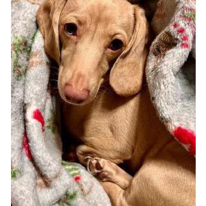 Lost Dog Skye