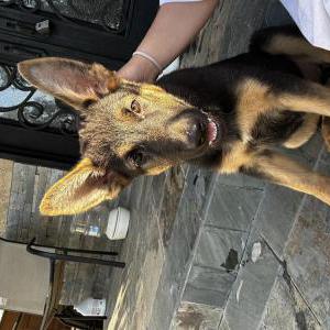 Found Dog Unknown
