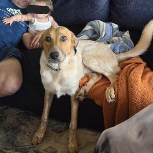Image of Maya, Lost Dog