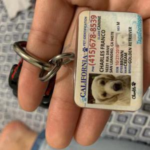 Lost Dog Charles