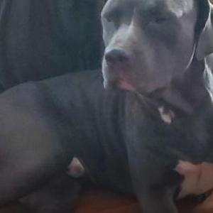 Lost Dog Smokey