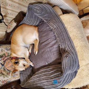 Lost Dog KayKay