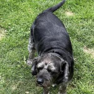 Lost Dog Lucky