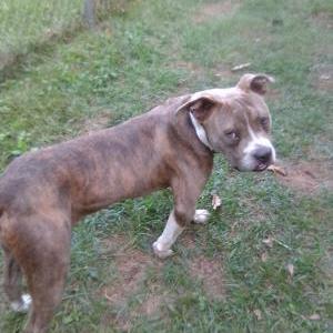 Found Dog Unknown
