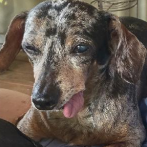 Image of Wonka, Lost Dog