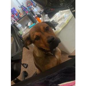 Lost Dog Sora