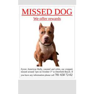 Lost Dog Zyron