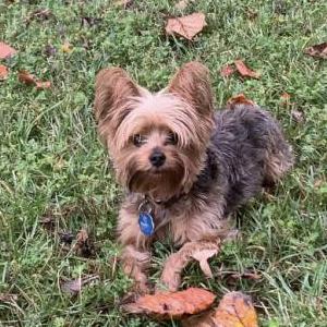 Lost Dog Conner