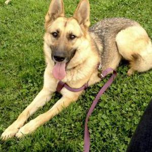 Lost Dog Princess
