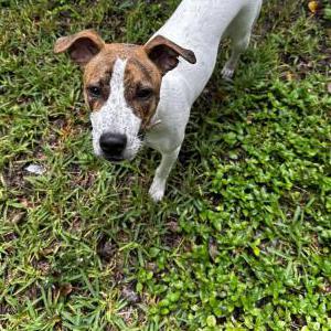 Found Dog NA