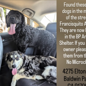Found Dog Unknown